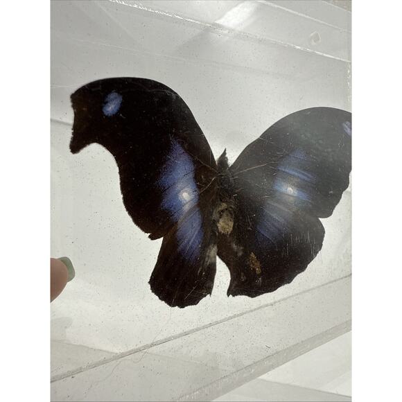 Vtg Great Blue Hookwing. Napeocles jucunda, Mounted butterfly Plexiglass Signed - Picture 2 of 16
